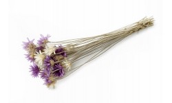 Glirex NatureBundle - Vasvirág - Csapj le rá!