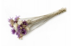 Glirex NatureBundle - Vasvirág - Csapj le rá!