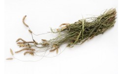 Glirex NatureBundle - Lándzsás útifű - Csapj le rá!
