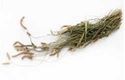 Glirex NatureBundle - Lándzsás útifű - Csapj le rá!