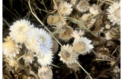 Glirex NatureBundle - Szalmarózsa (fehér) - Csapj le rá!