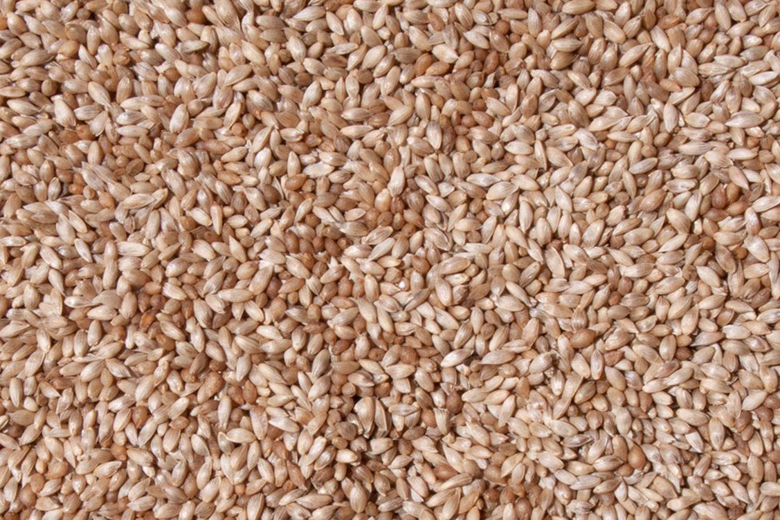 Glirex NatureSeeds - Mezei komócsin (timothy)