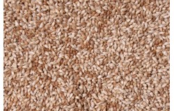 Glirex NatureSeeds - Mezei komócsin (timothy)