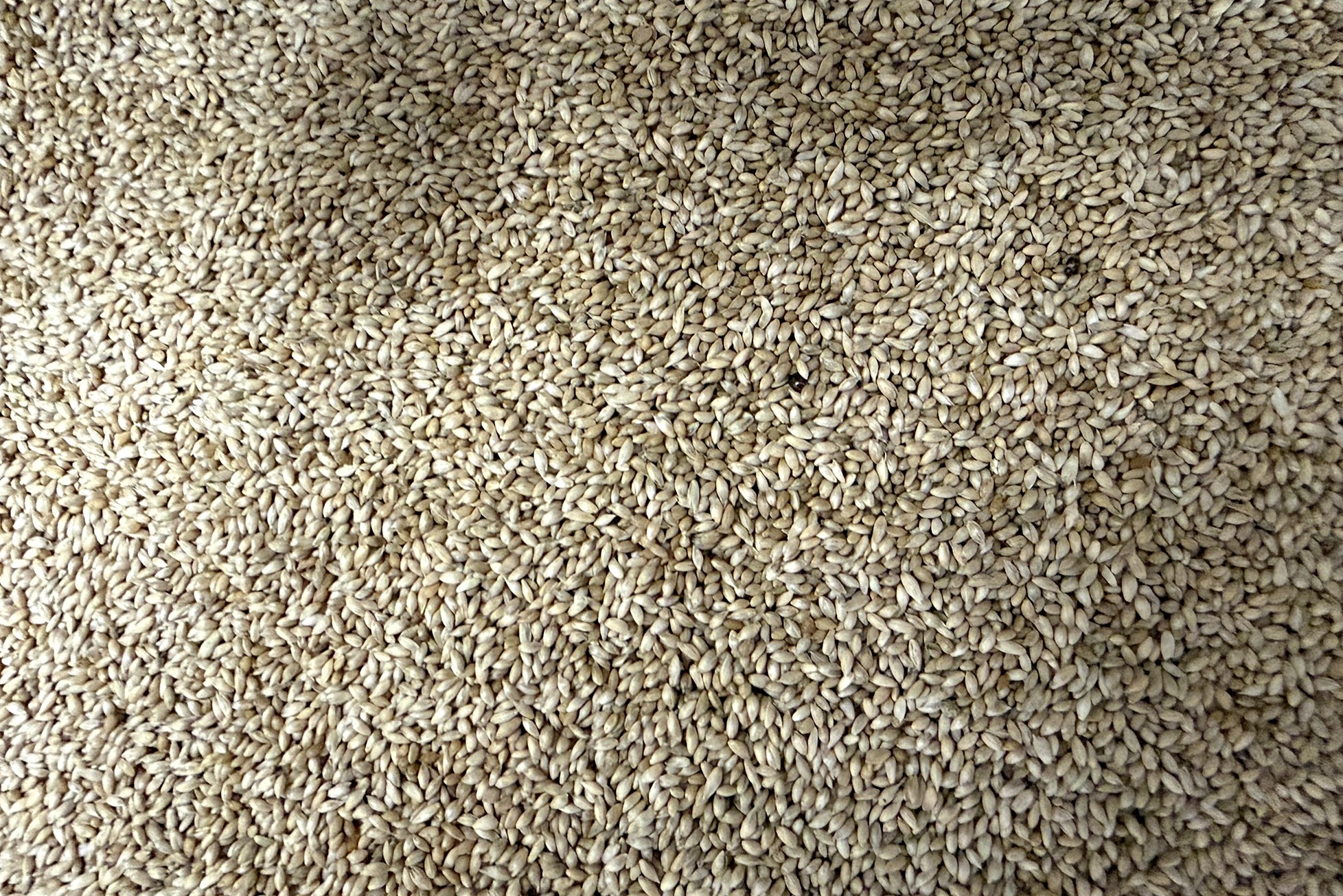 Glirex NatureSeeds - Mezei komócsin (timothy)