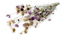 Glirex NatureBundle - Vasvirág 