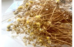 Glirex NatureBundle - Kamillavirág - Csapj le rá!