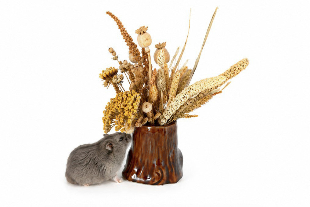 Glirex NatureSupplies - Kerámia szálaseledel tartó farönk