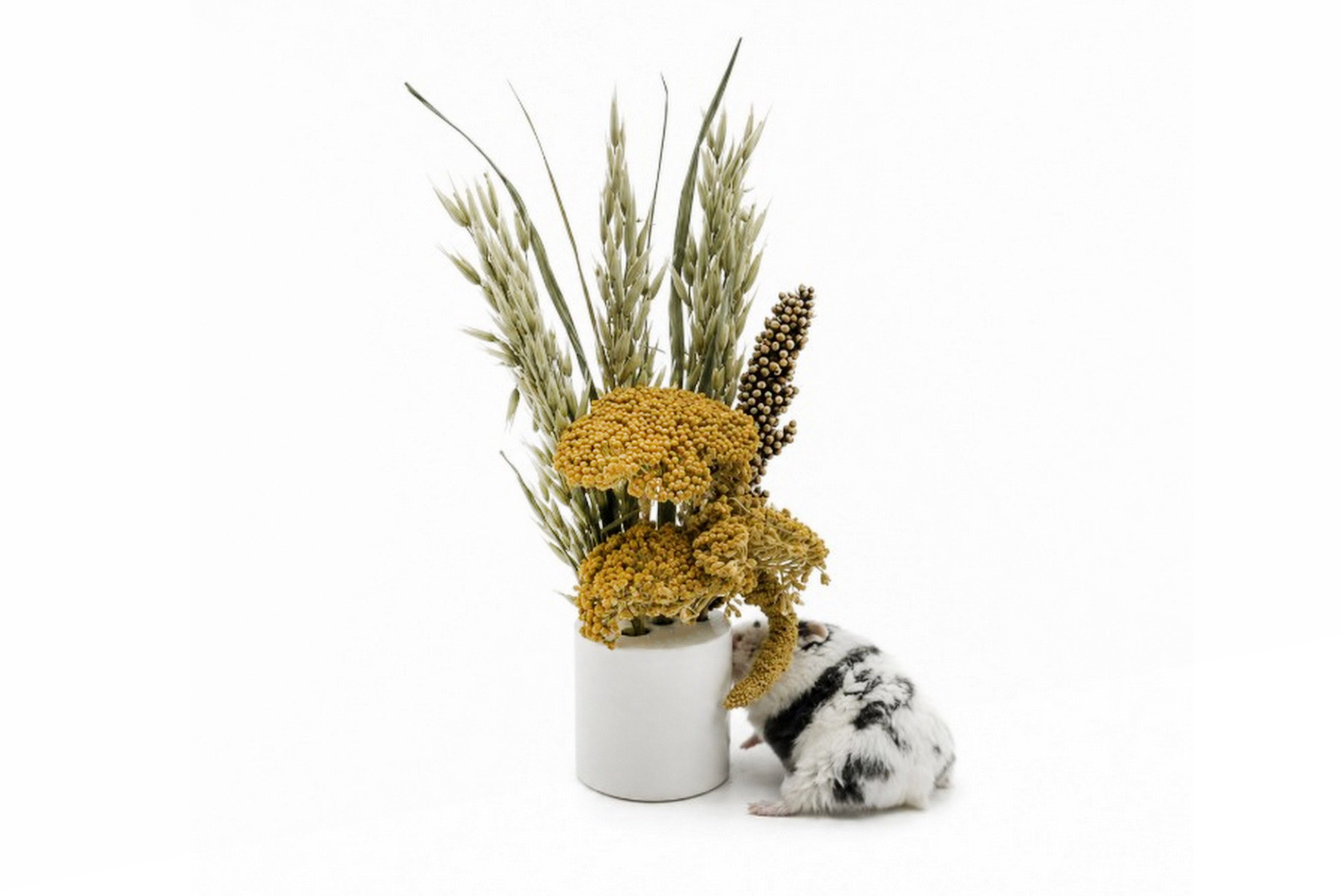Glirex NatureSupplies - Kerámia szálaseledel tartó