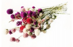 Glirex NatureBundle MixIt - Gömbamaránt csokor