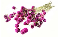 Glirex NatureBundle - Gömbamaránt (lila)