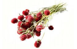 Glirex NatureBundle - Gömbamaránt (piros)
