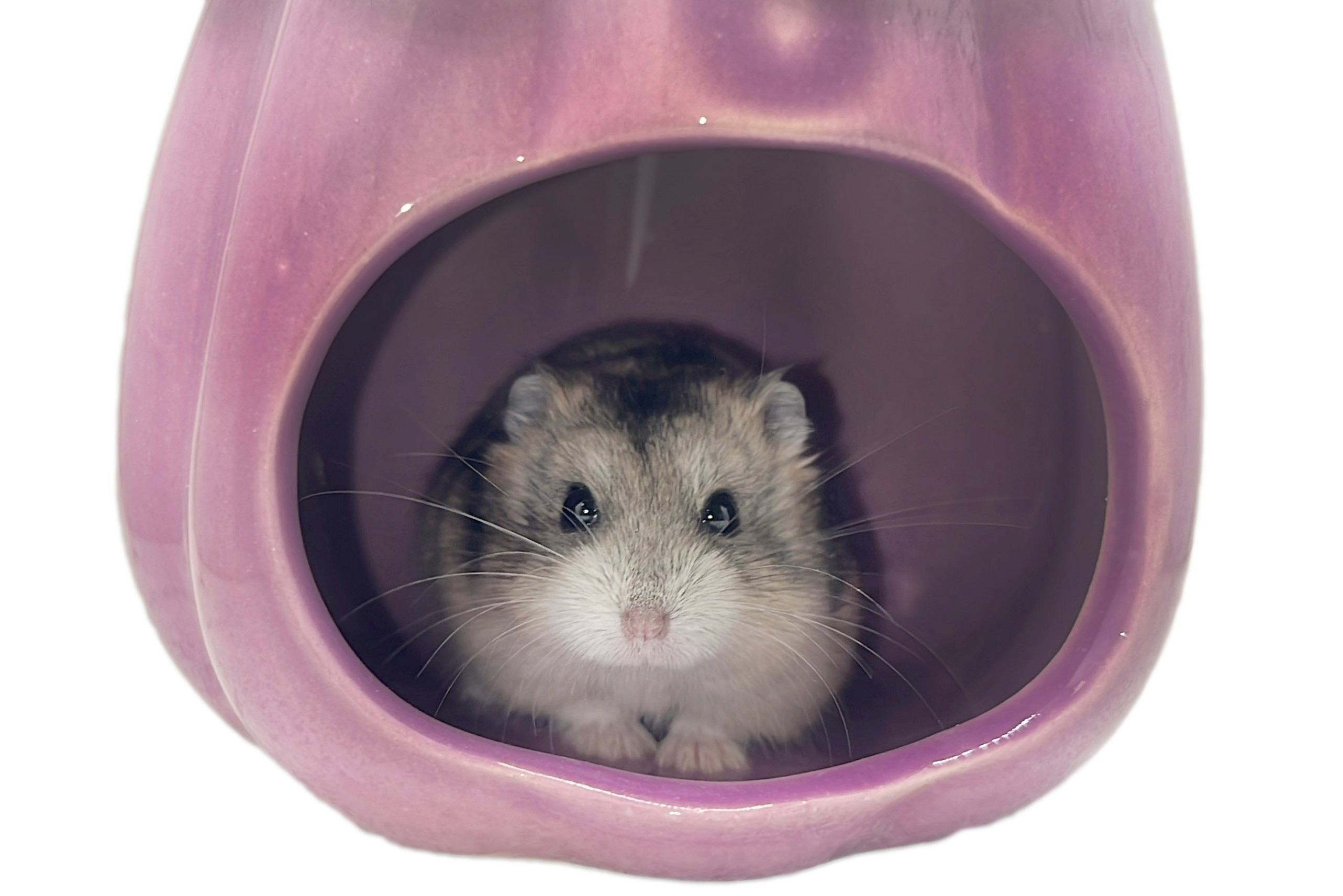 Glirex NatureSupplies - Kerámia padlizsán házikó