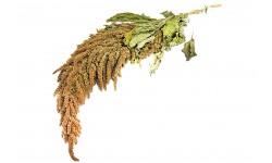 Glirex NatureBundle - Arany amaránt