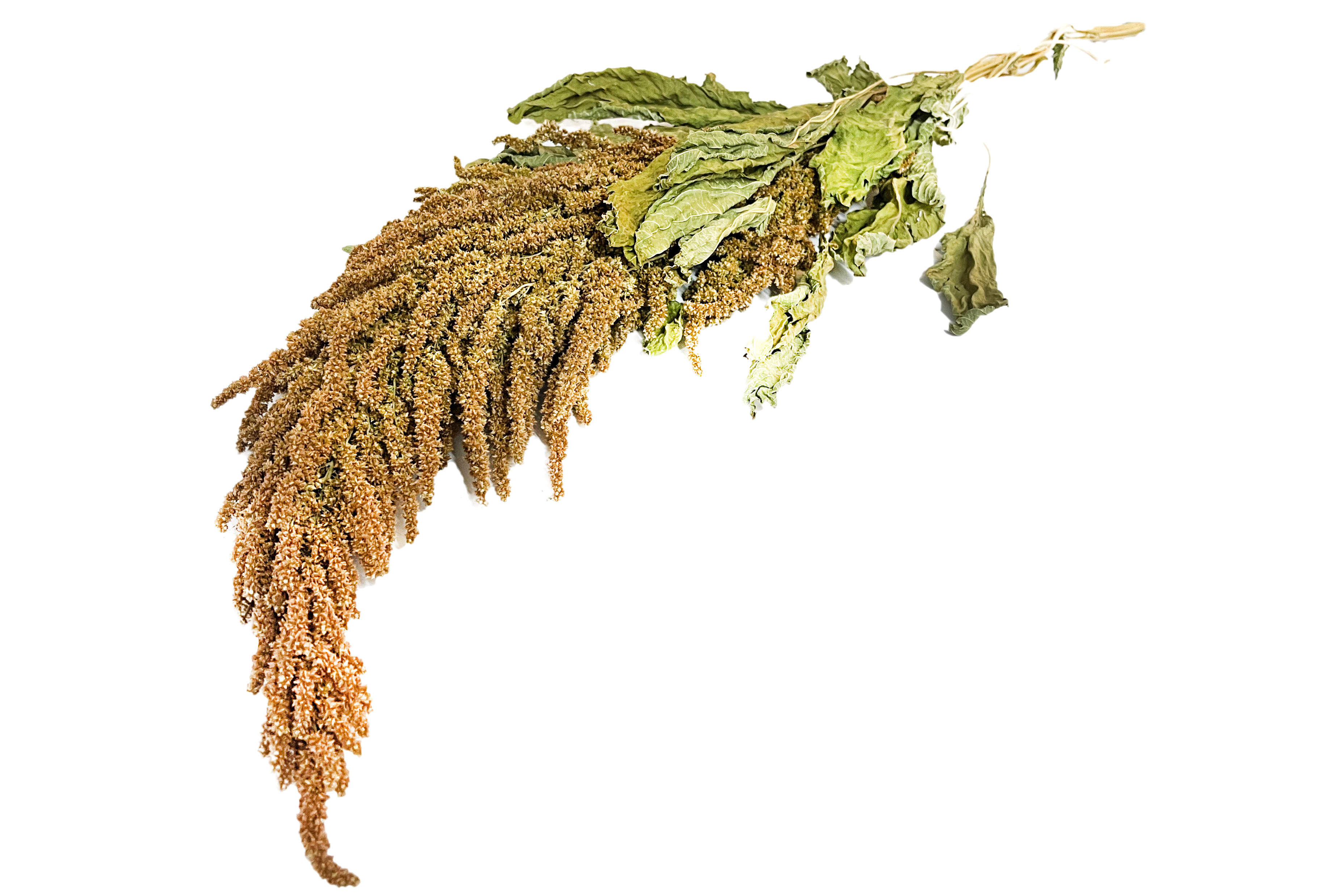 Glirex NatureBundle - Arany amaránt