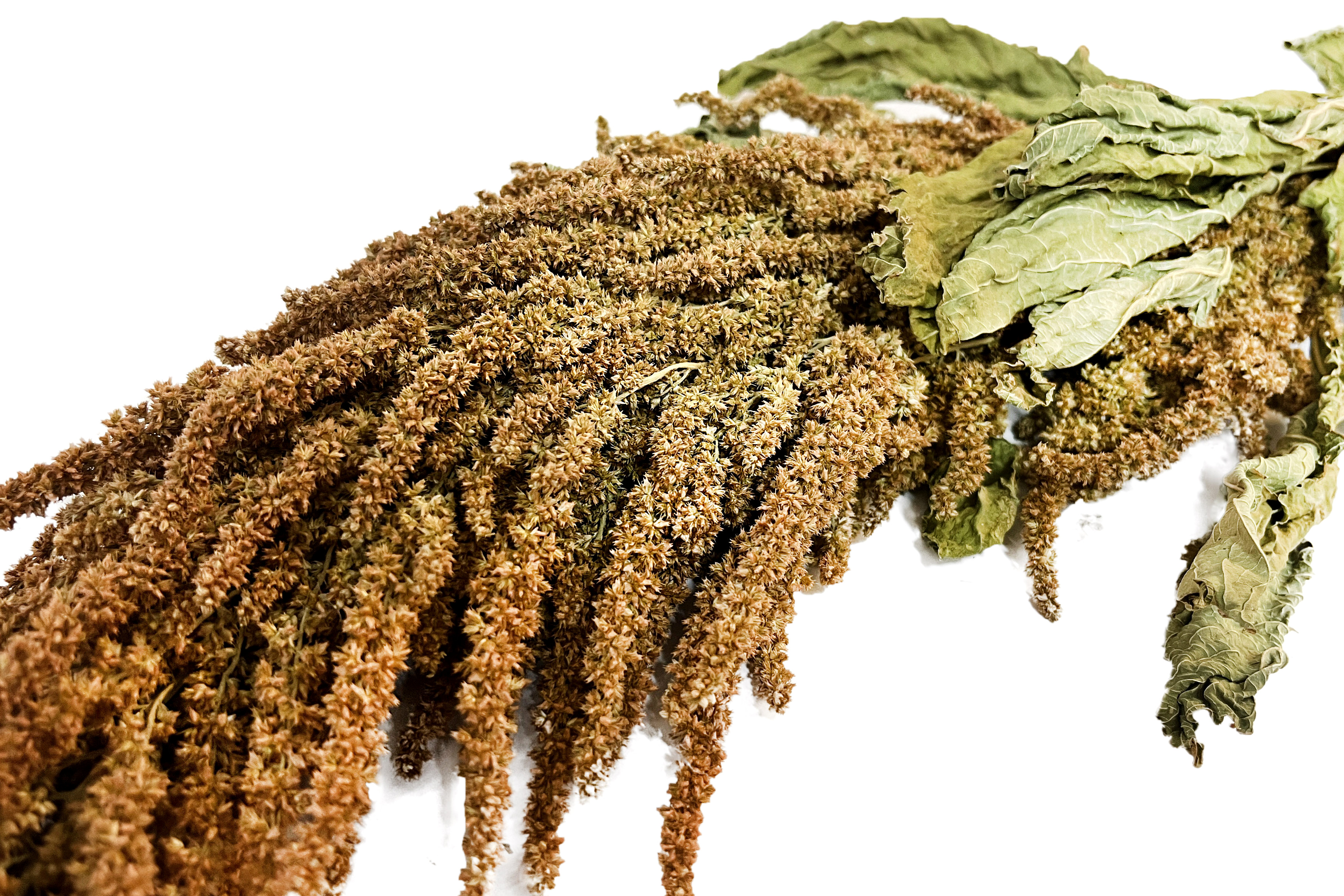 Glirex NatureBundle - Arany amaránt