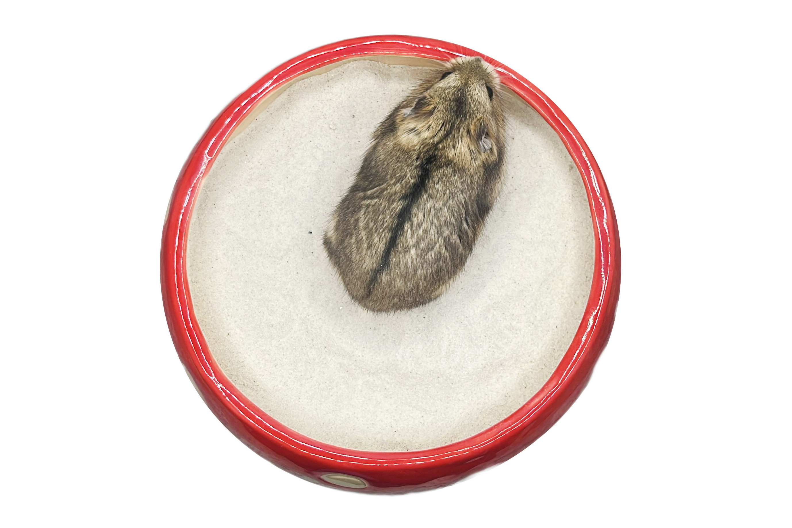 Glirex NatureSupplies - Kerámia gomba homokozó