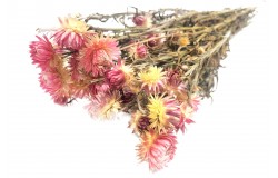 Glirex NatureBundle - Szalmarózsa (rózsaszín)