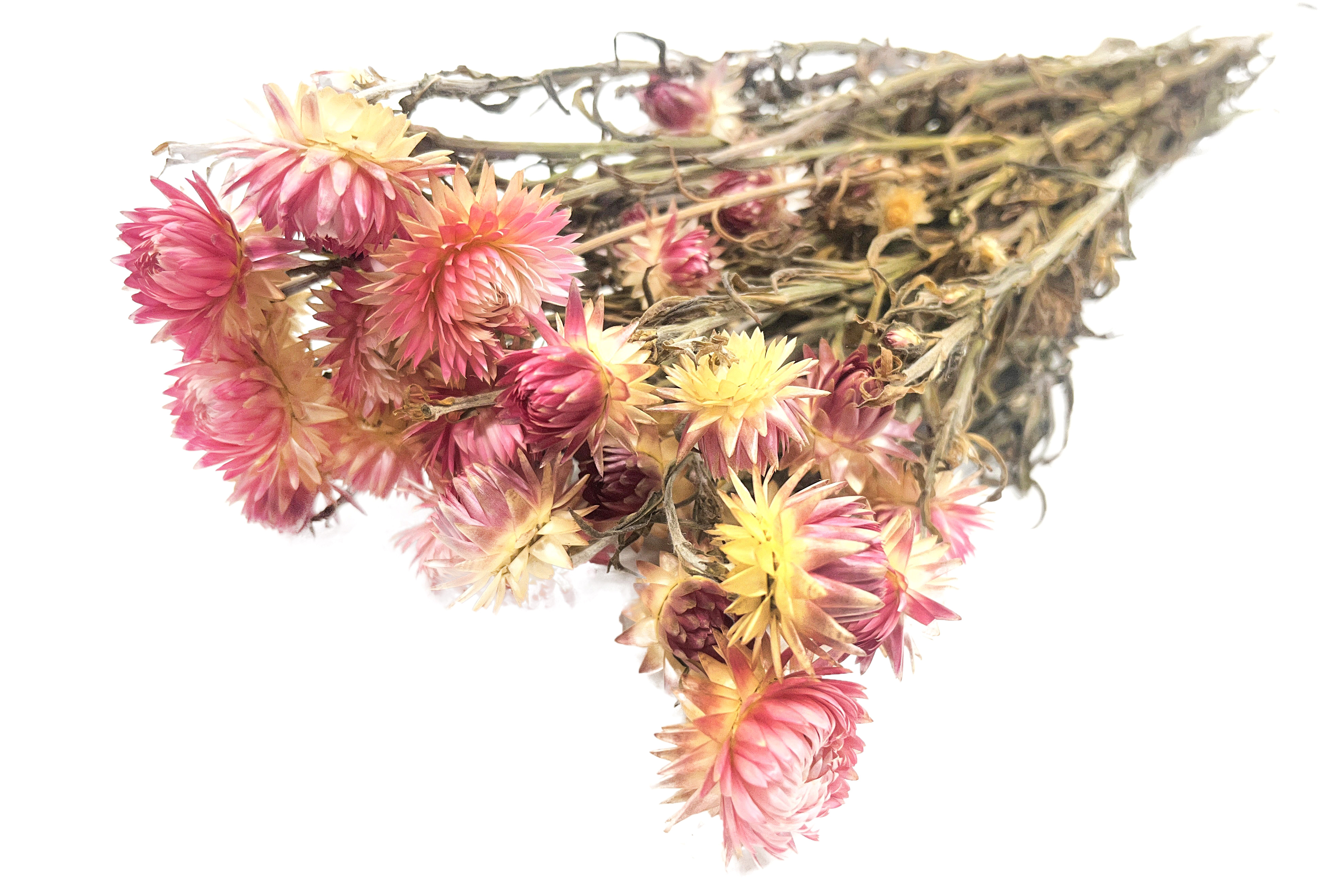 Glirex NatureBundle - Szalmarózsa (rózsaszín)