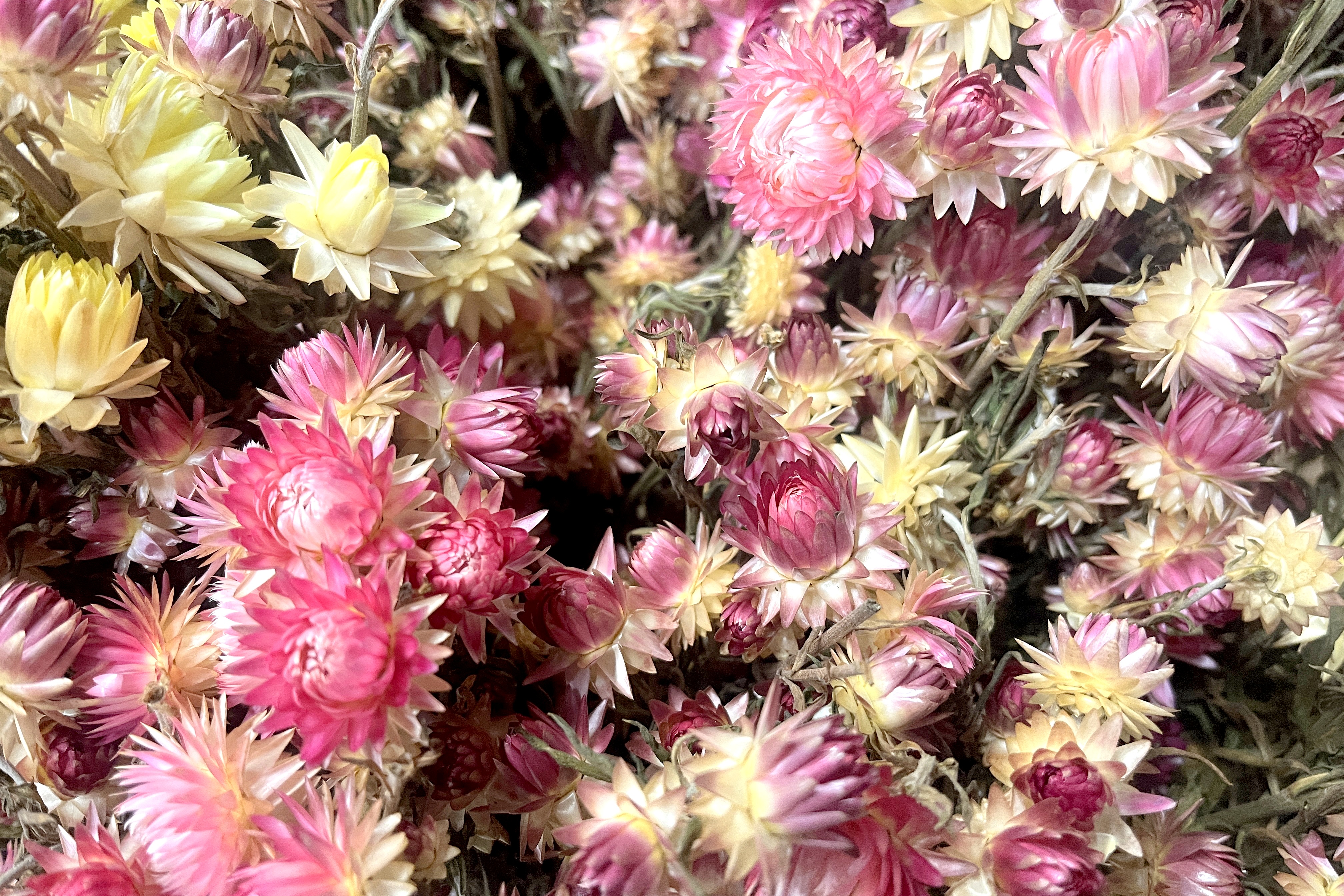 Glirex NatureBundle - Szalmarózsa (rózsaszín)