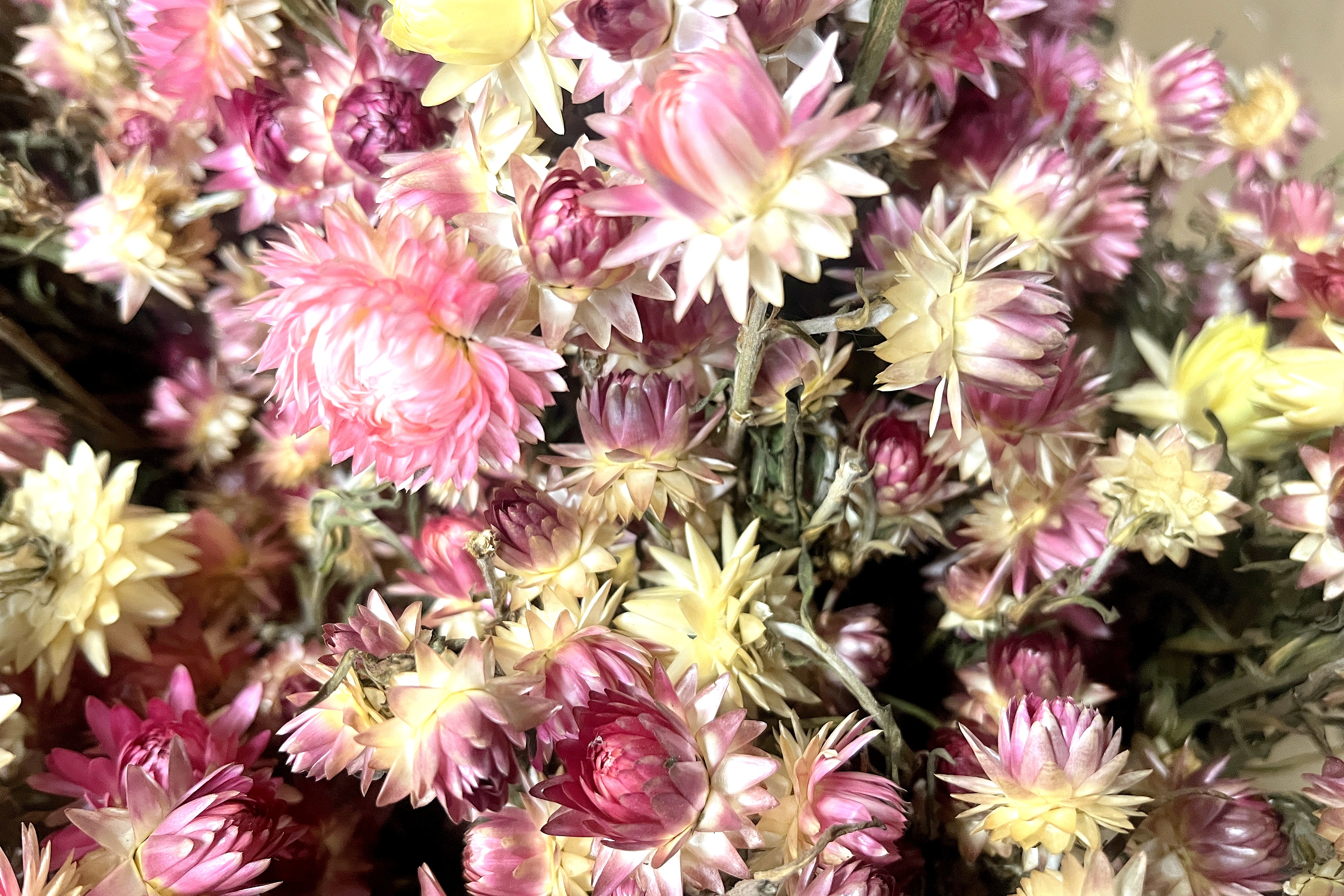 Glirex NatureBundle - Szalmarózsa (rózsaszín)