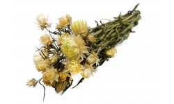 Glirex NatureBundle - Szalmarózsa (sárga)