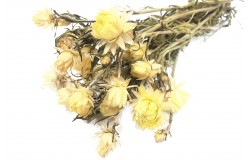 Glirex NatureBundle - Szalmarózsa (sárga)