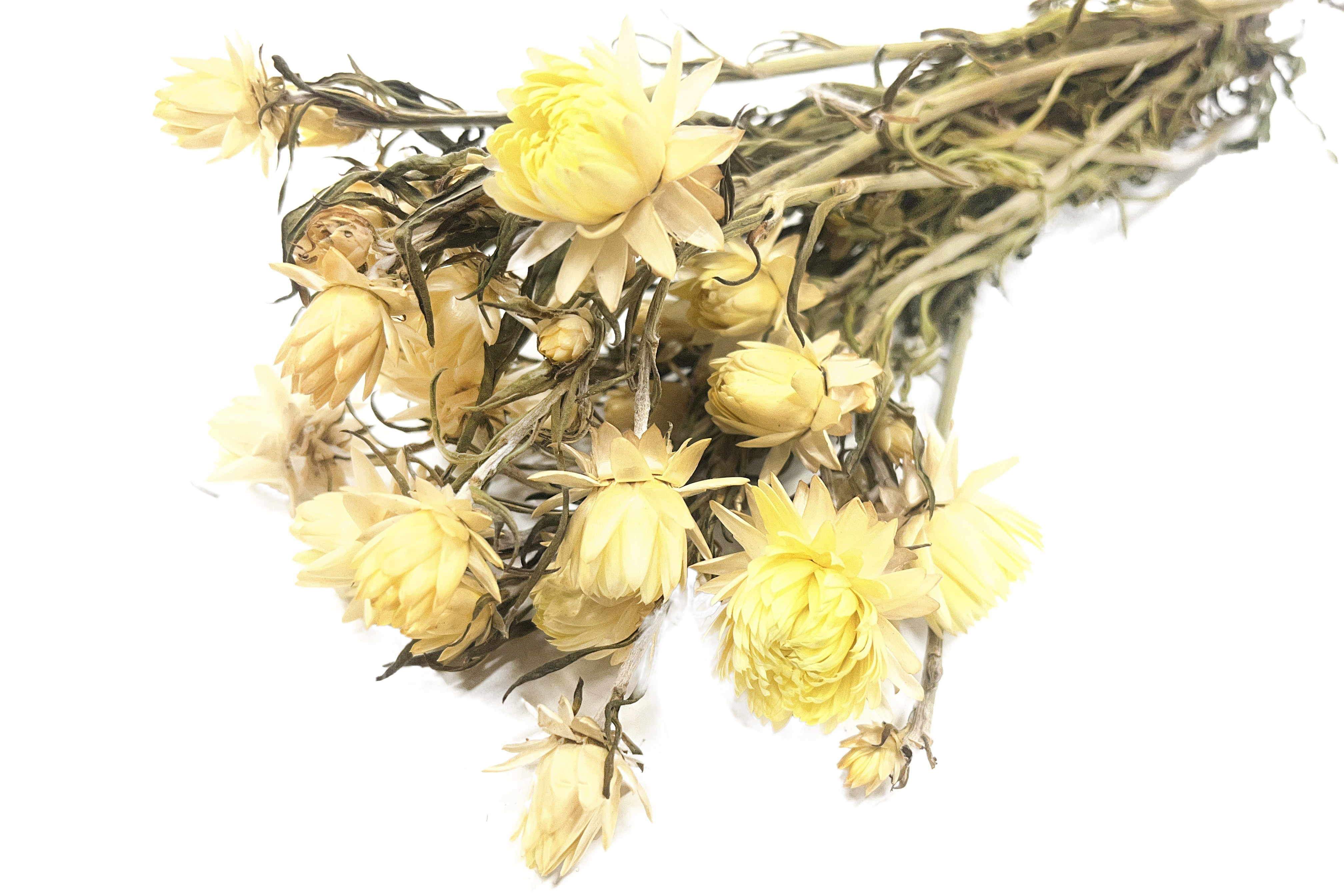 Glirex NatureBundle - Szalmarózsa (sárga)