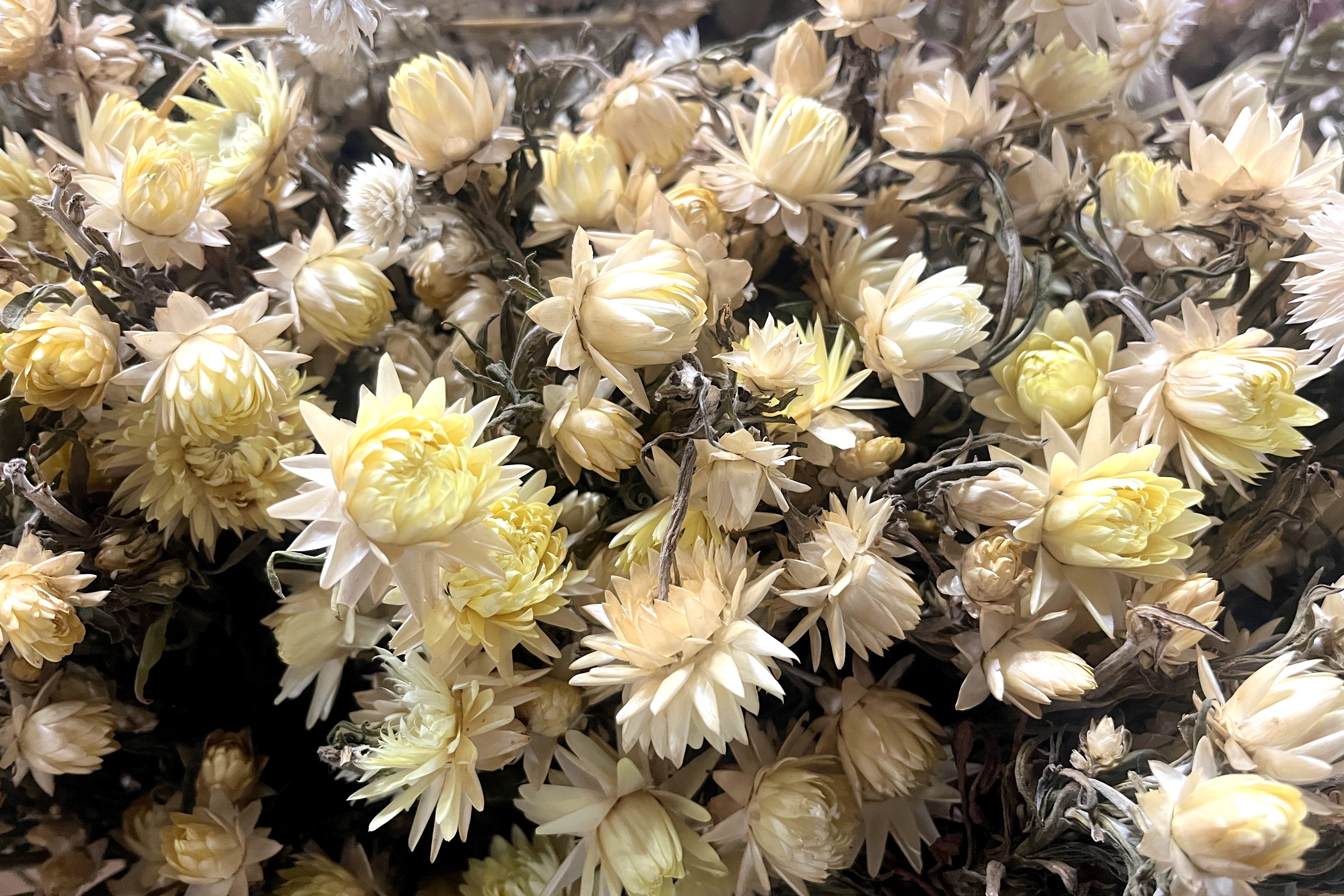 Glirex NatureBundle - Szalmarózsa (sárga)