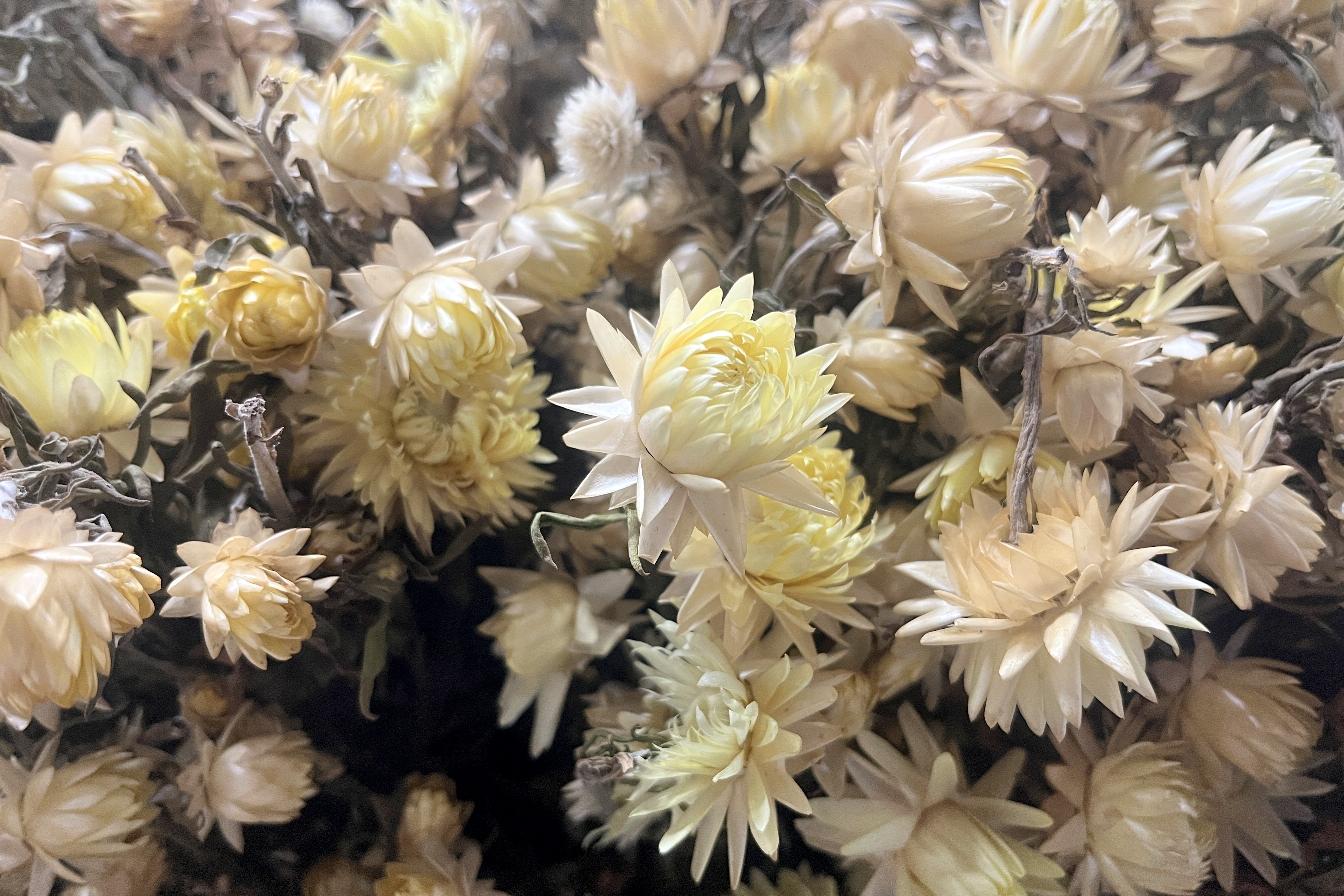 Glirex NatureBundle - Szalmarózsa (sárga)