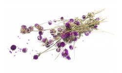 Glirex NatureBundle - Gömbamaránt (lila)