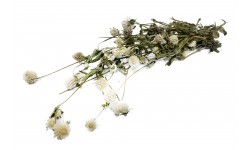 Glirex NatureBundle - Gömbamaránt (fehér)