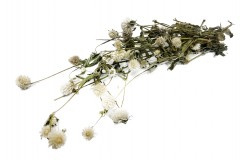 Glirex NatureBundle - Gömbamaránt (fehér)