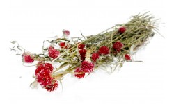 Glirex NatureBundle - Gömbamaránt (piros)