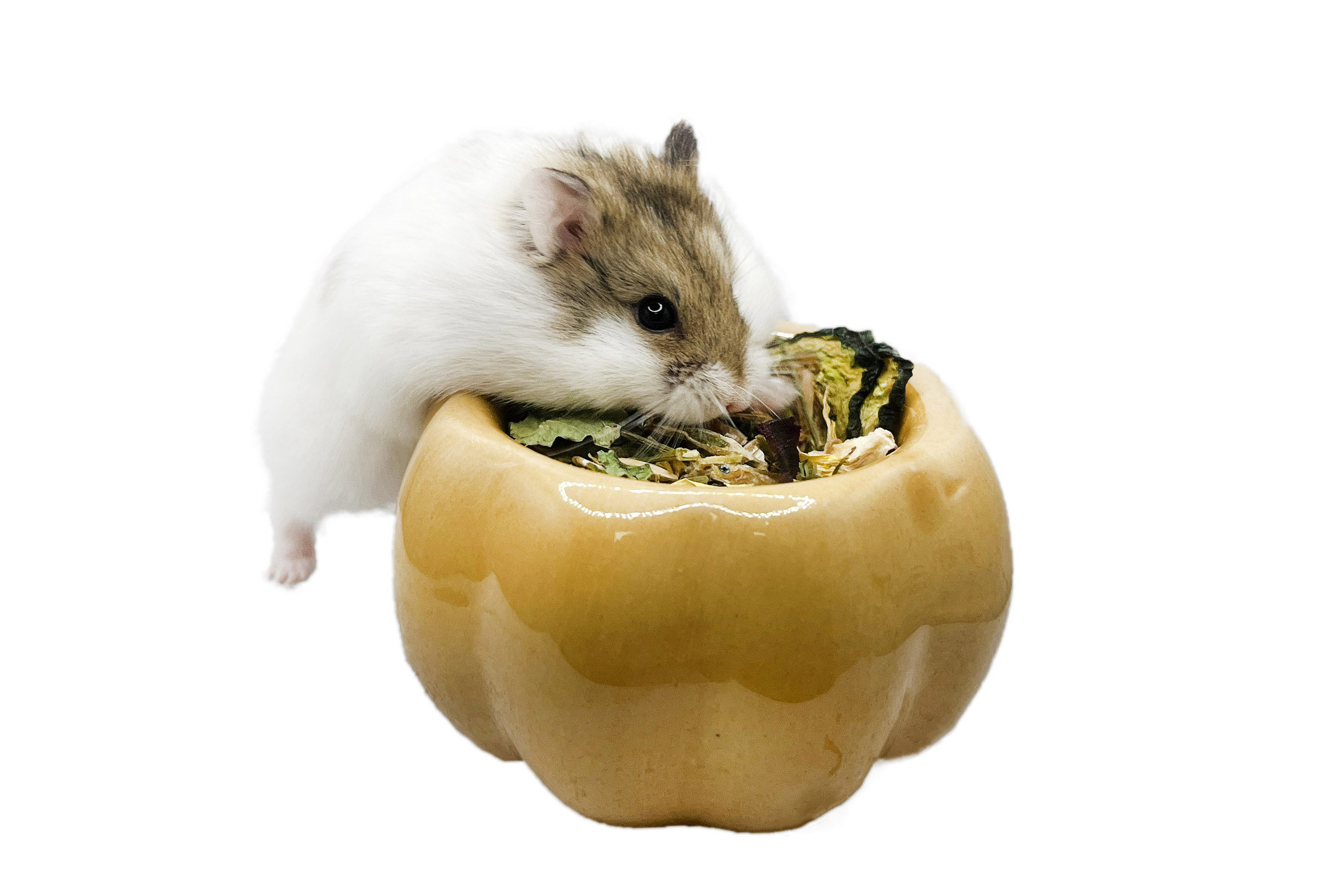 Glirex NatureSupplies - Kerámia tök etető- és itatótálka