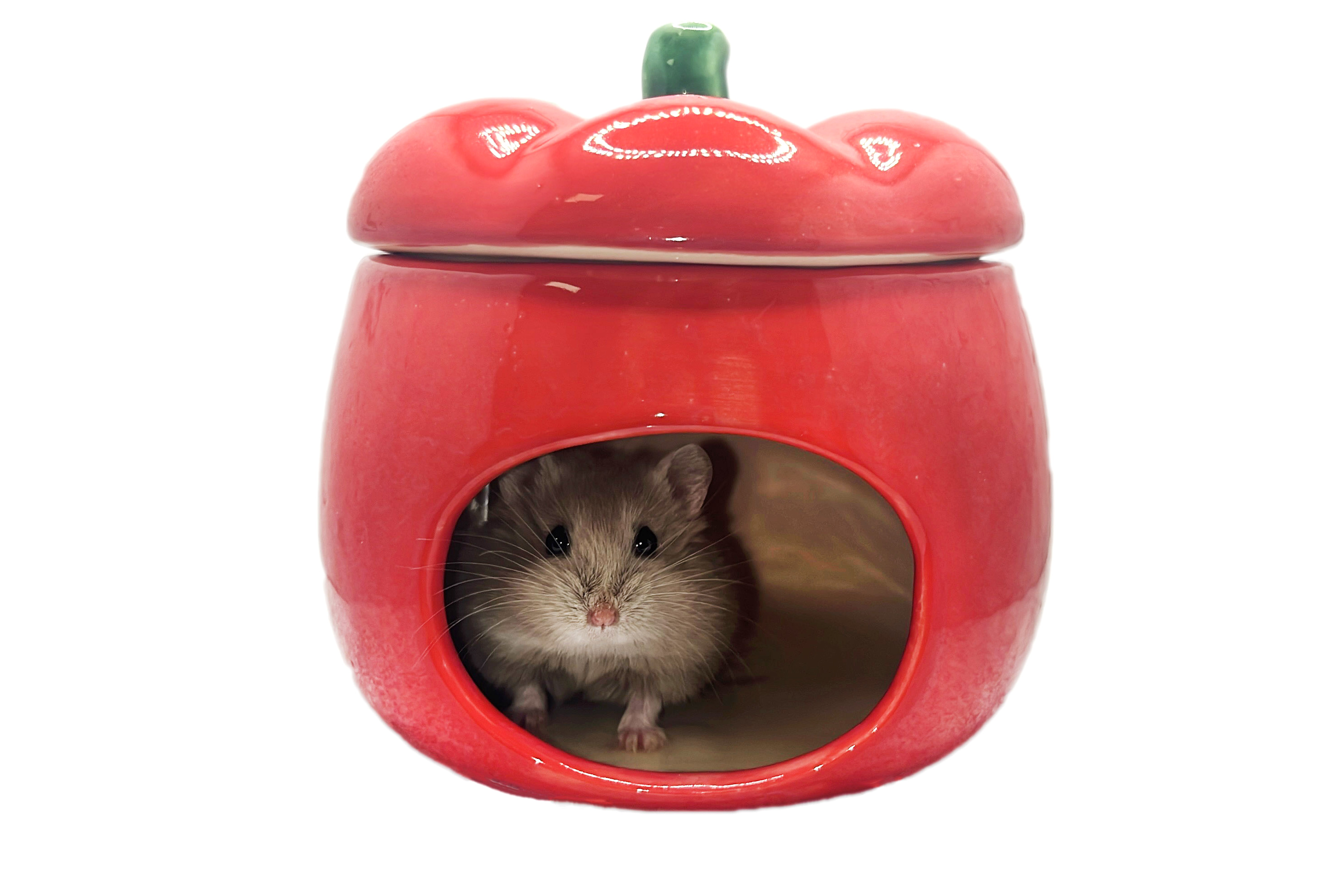 Glirex NatureSupplies - Kerámia paradicsom házikó