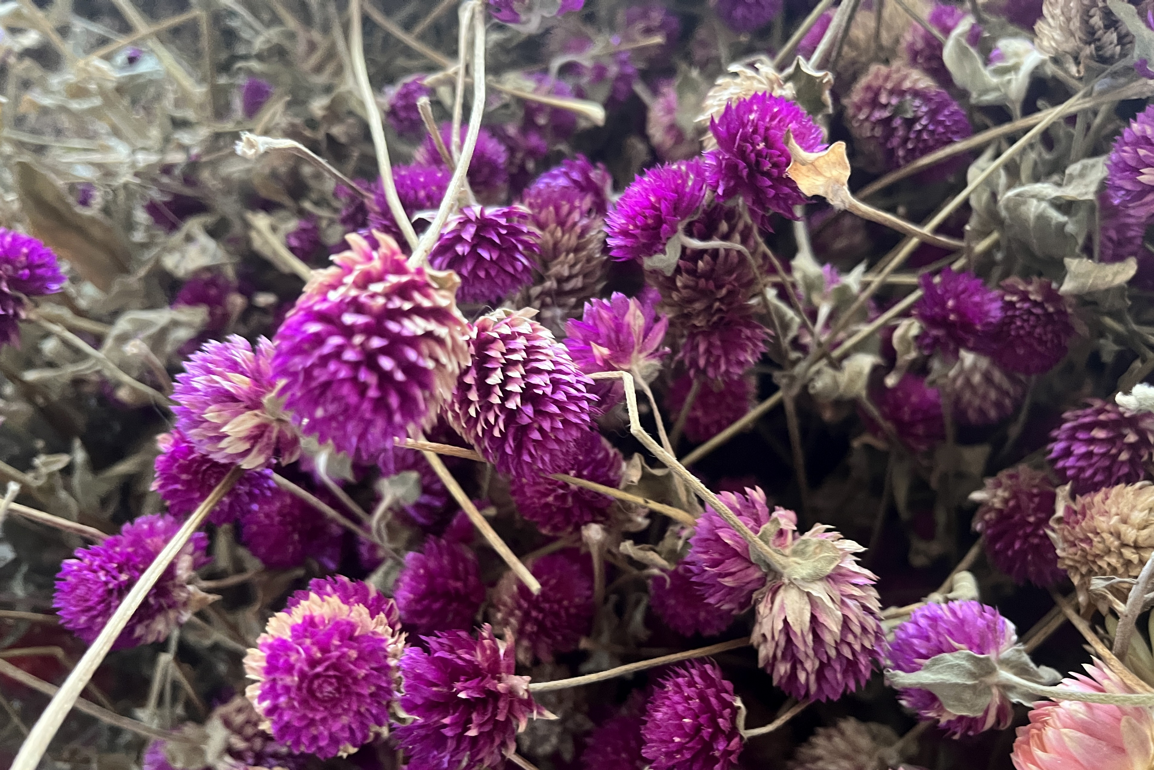 Glirex NatureBundle - Gömbamaránt (lila)