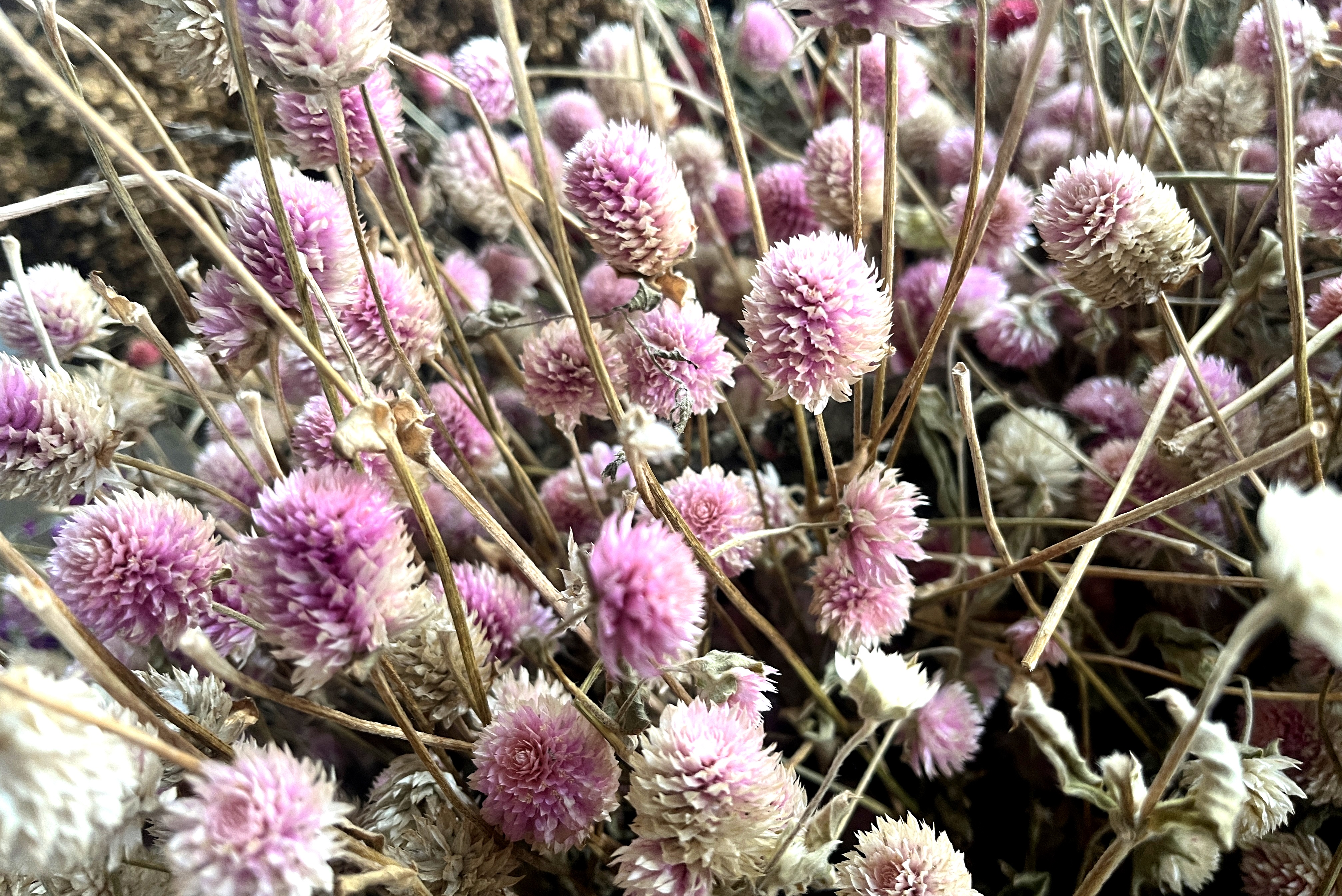 Glirex NatureBundle - Gömbamaránt (rózsaszín)