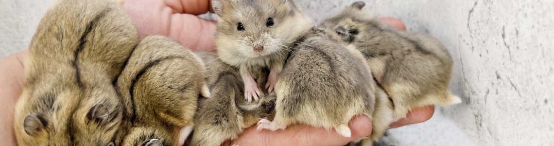 Ismerd meg campbell törpehörcsög tenyészetünket!