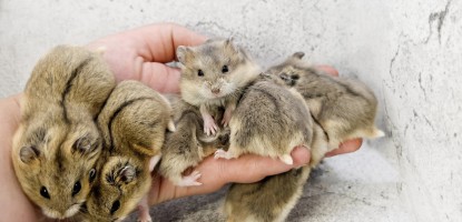 Ismerd meg campbell törpehörcsög tenyészetünket!