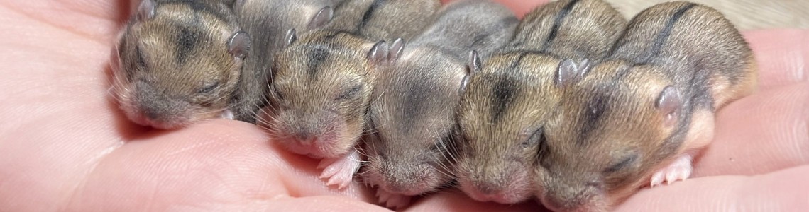 Tenyésztő vagy szaporító - mi a különbség és hogyan ismerjük fel őket?