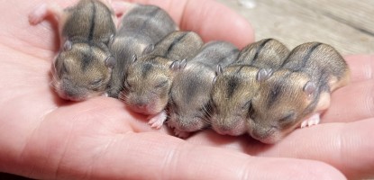 Tenyésztő vagy szaporító - mi a különbség és hogyan ismerjük fel őket?