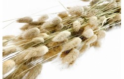 Glirex NatureBundle - Nyuszifarokfű