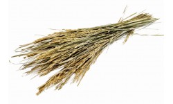 Glirex NatureBundle - Rizs
