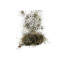 Glirex HaySpice - Szénafűszer - Kasvirág (Echinacea)