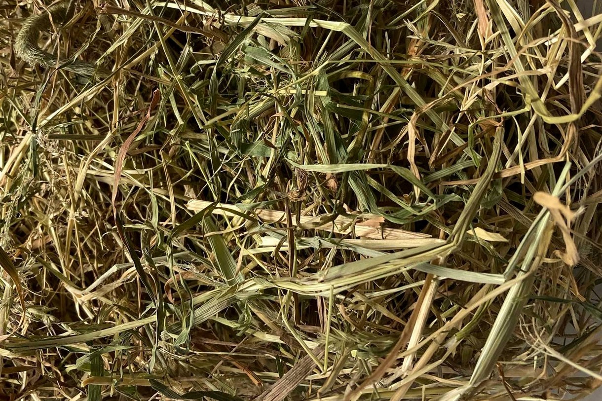 Glirex Hay - Szénabála  (mazuri réti fűszéna 1. vágás)